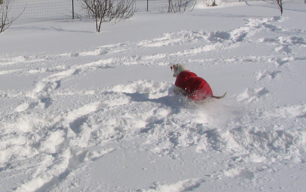 Blizzard 05