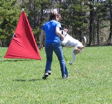 Schutzhund