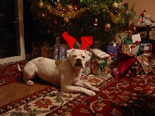 Happy Christmas!