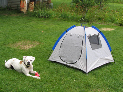 Tent!