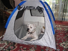 Tent!