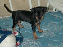 Holly