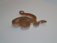 Extreme super hypo super Granite side