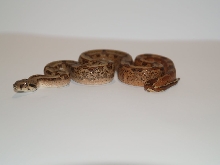 Hypo Granite side