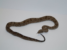 Granite side boa