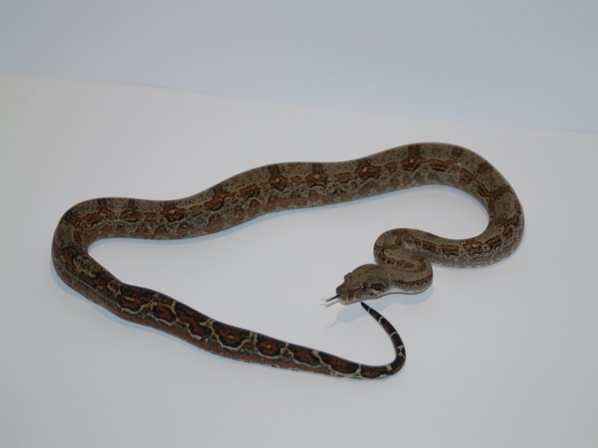 Granite side boa