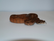 Super hypo
