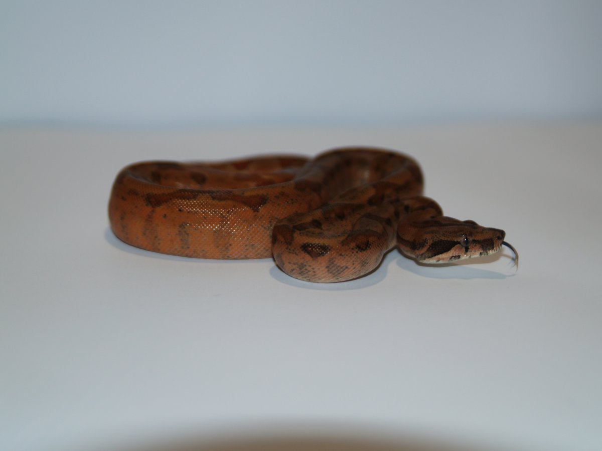 Super hypo