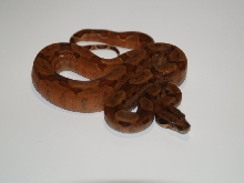 Super hypo