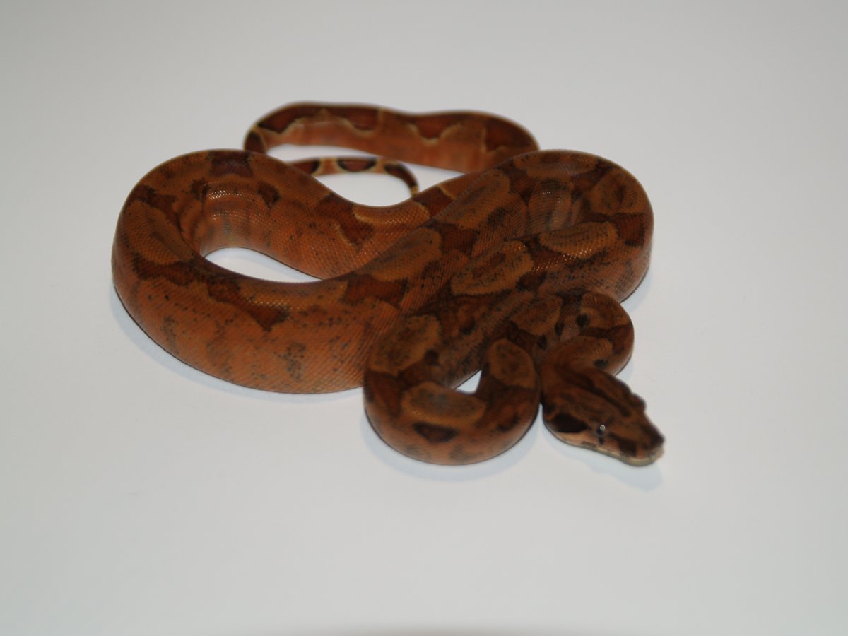 Super hypo