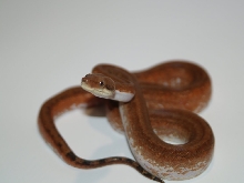Extreme super hypo superGranite side