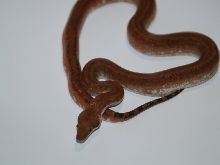 Extreme super hypo super Granite side