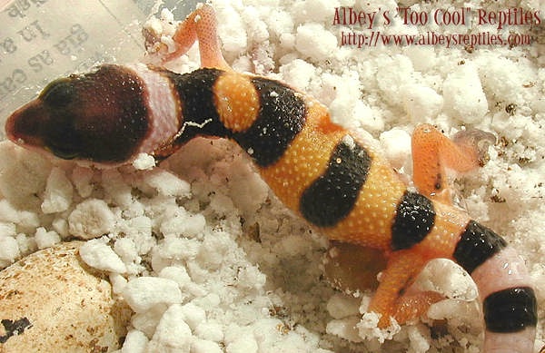 a little hatchling