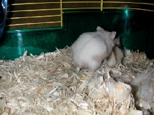Biggs and Jazz Mating