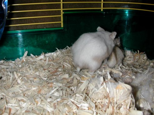 Biggs and Jazz Mating