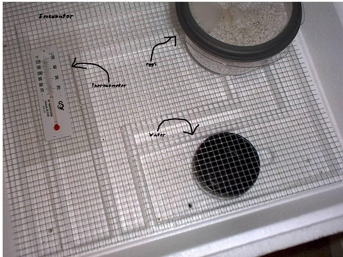 Incubator