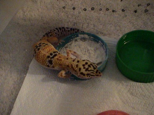 Leo