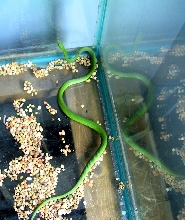Green Snake