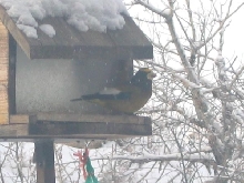 Bird