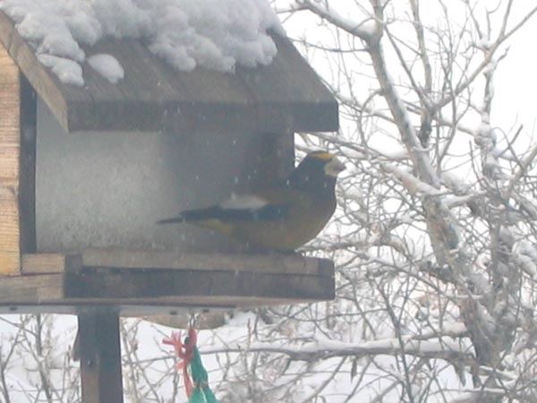 Bird