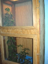 gecko cage 1