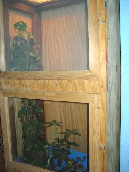 gecko cage 1
