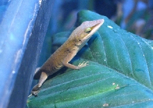 green anole
