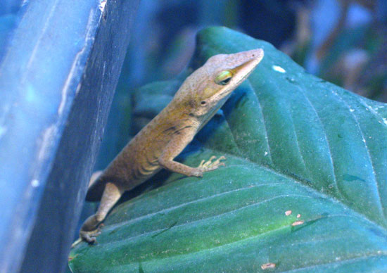 green anole
