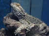My beardie