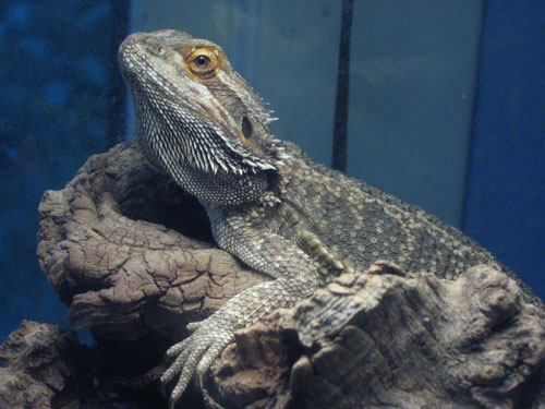 My beardie