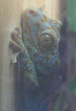 Female Tokay