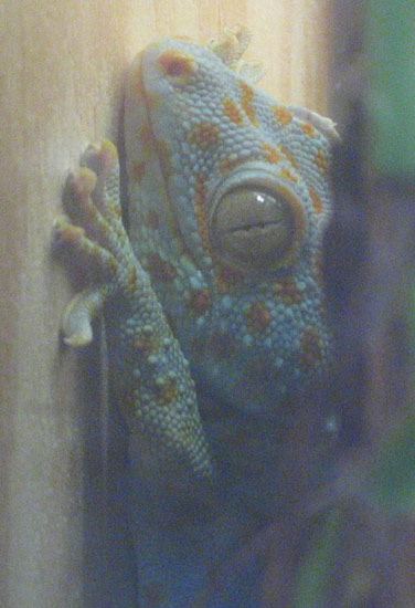 Female Tokay