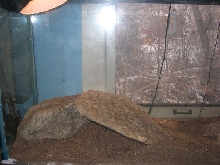 beardie tank