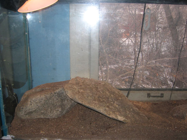 beardie tank