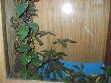 gecko2
