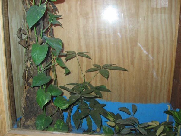 gecko2
