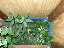 gecko 3