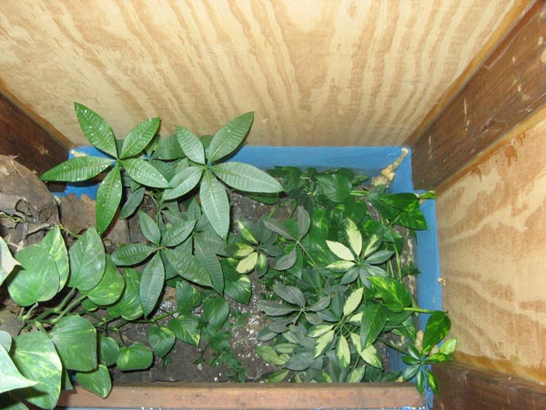gecko 3