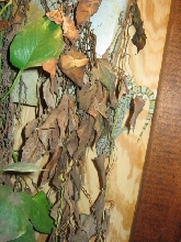 gecko4