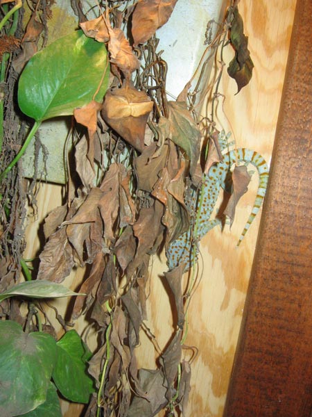 gecko4