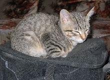 new kitty 1