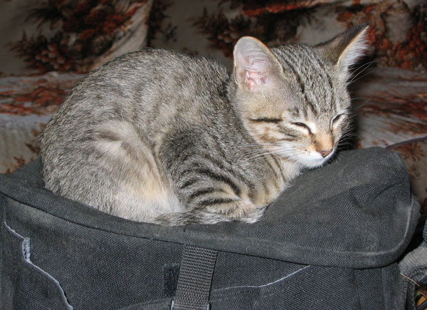 new kitty 1
