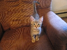 my new kitty