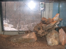 beardie  tank