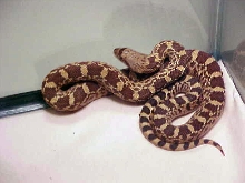 Red bullsnake