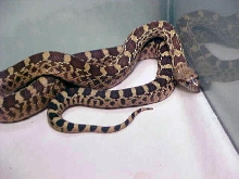 Red Bullsnake