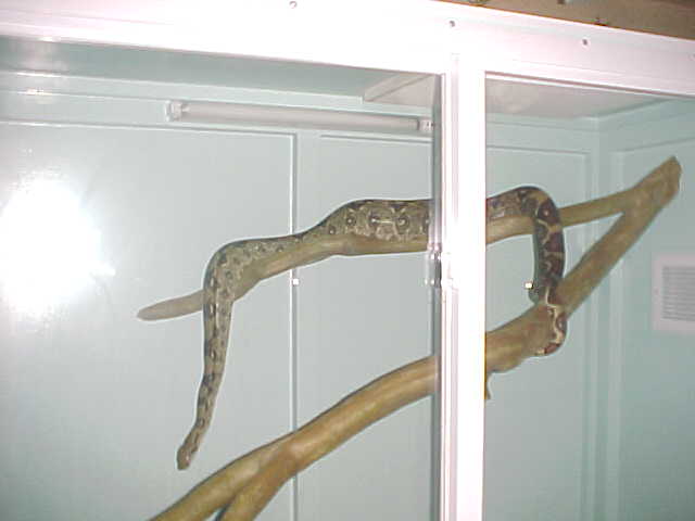 boa cage 6