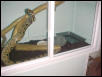 boa cage 7