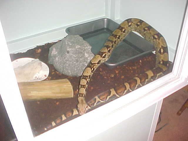 boa cage 4