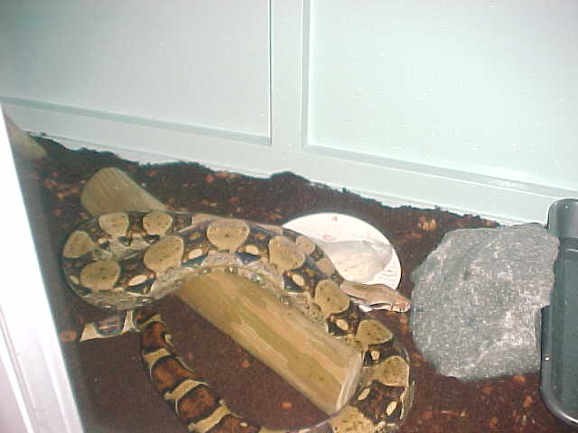 boa cage 8